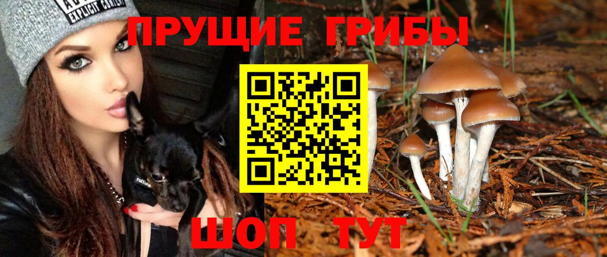 Людиново  Галлюциногенные грибы Psilocybine cubensis  Вход с VPN 